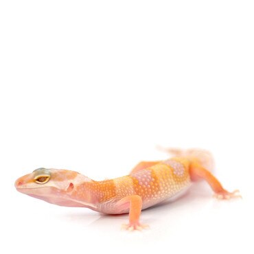 Baby Hybino Leopard Gecko
